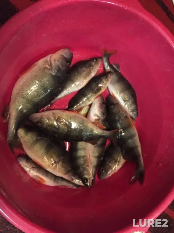 Perch, Pike — Osochnyy yerik, Feb 06, 2022