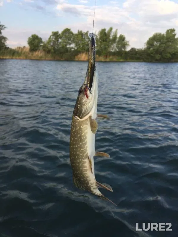 Perch, Pike — Rostovskaya oblast, Jun 30, 2022