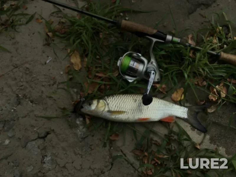 Chub — Kerchik, Sep 06, 2022