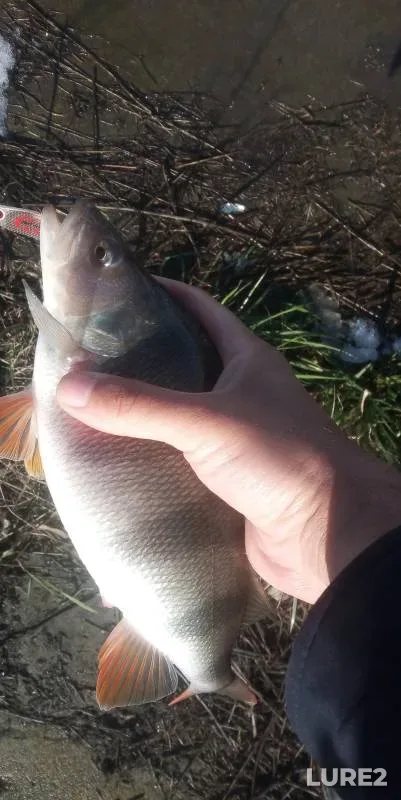 Perch — Grushevskoye, Apr 01, 2023