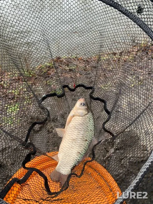 Crucian carp — Tyoplyy kanal, Jan 27, 2024