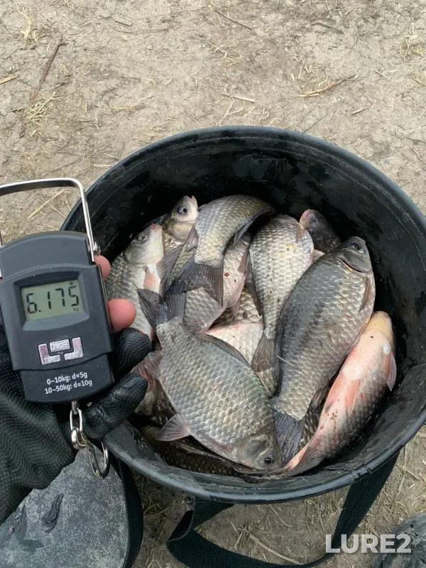 Crucian carp — Primorskiy orositelnyy kanal, Mar 03, 2024
