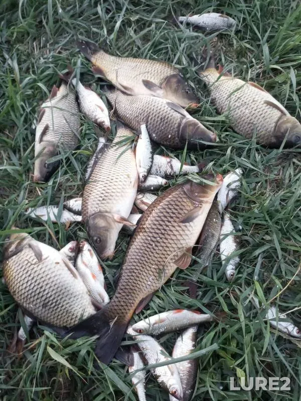 Carp, Roach — Rostovskaya oblast, May 06, 2024