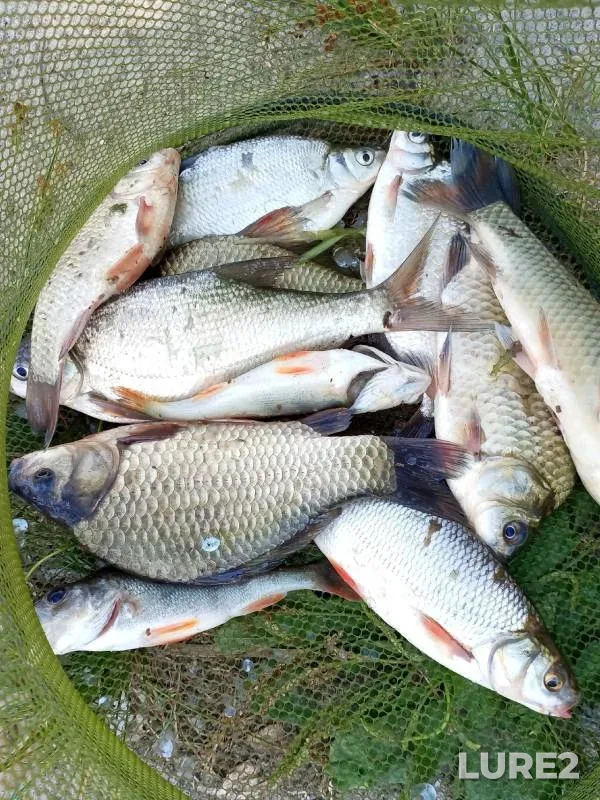 Bream, Crucian carp — Don, Aug 05, 2024