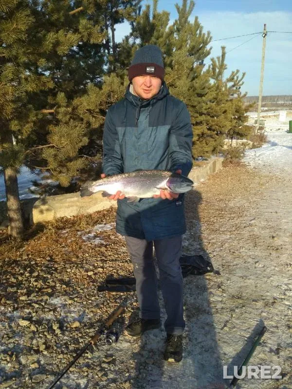 Rainbow trout — Koyelga, Dec 14, 2020