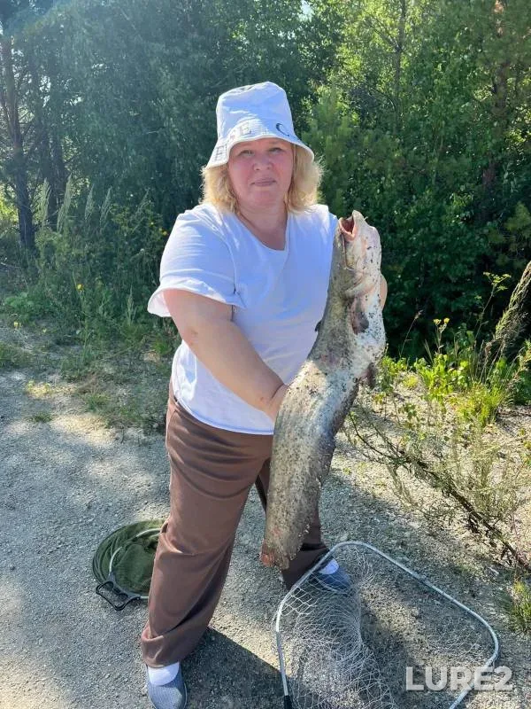 Wels catfish — Koyelga, Sep 02, 2022