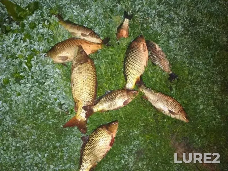 Carp — Sumska oblast, May 18, 2018