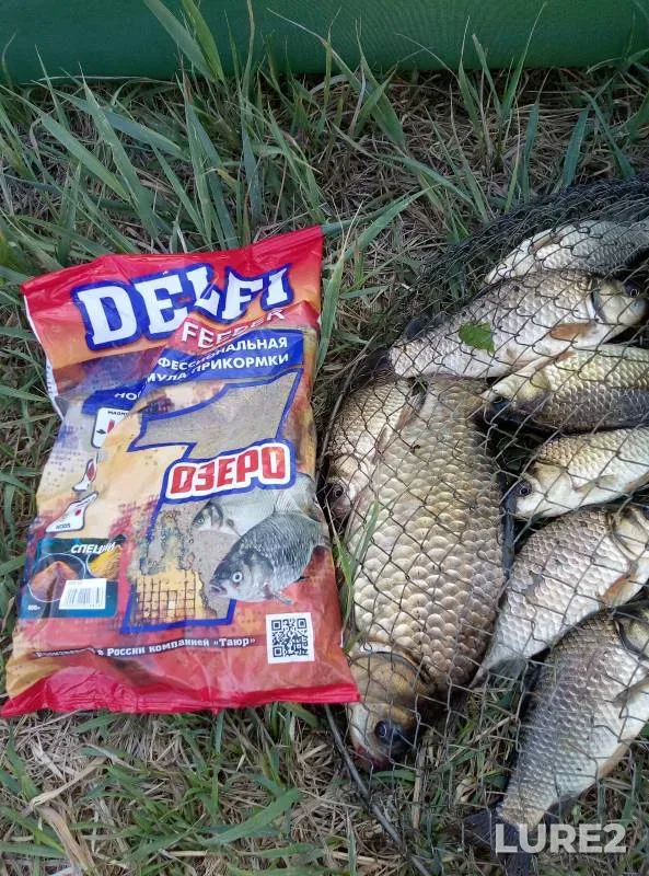 Crucian carp — Mokhovoye, Jun 12, 2023