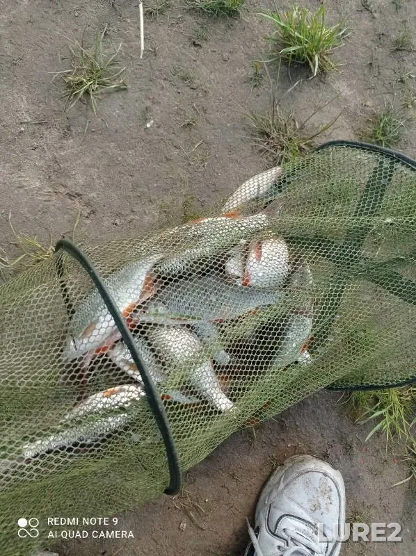 Roach — Korall, Jun 14, 2023