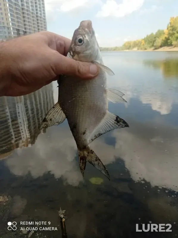 Bream, Crucian carp — Kovsh, Sep 23, 2023