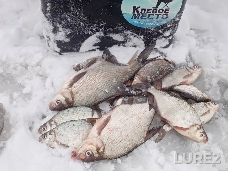 Bream — Nevyanskoye, Nov 26, 2023