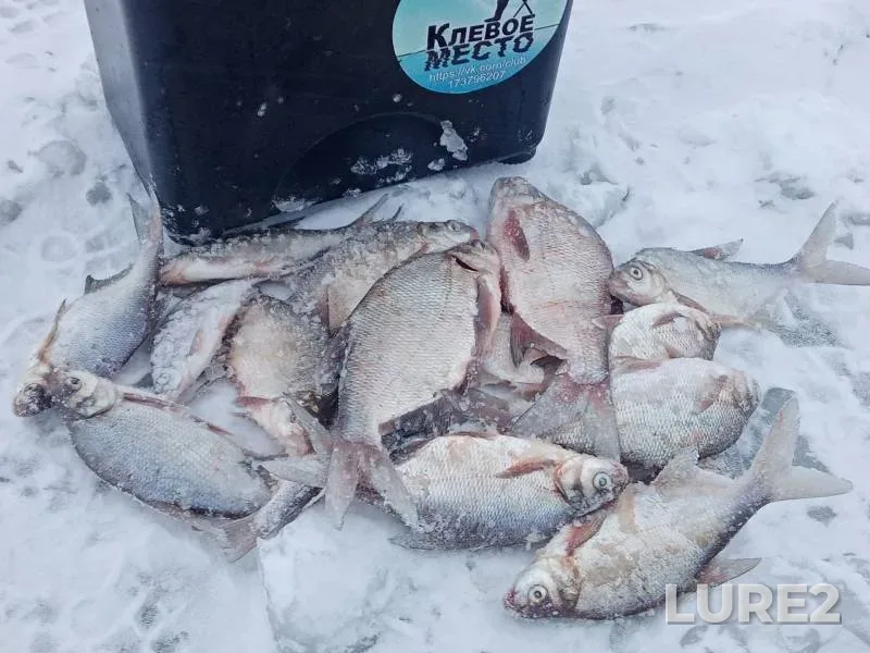 Bream, Perch — Chernoistochinskiy, Dec 02, 2023