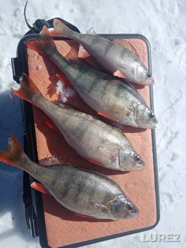Perch — Verkhne-Vyyskoye, Mar 17, 2024