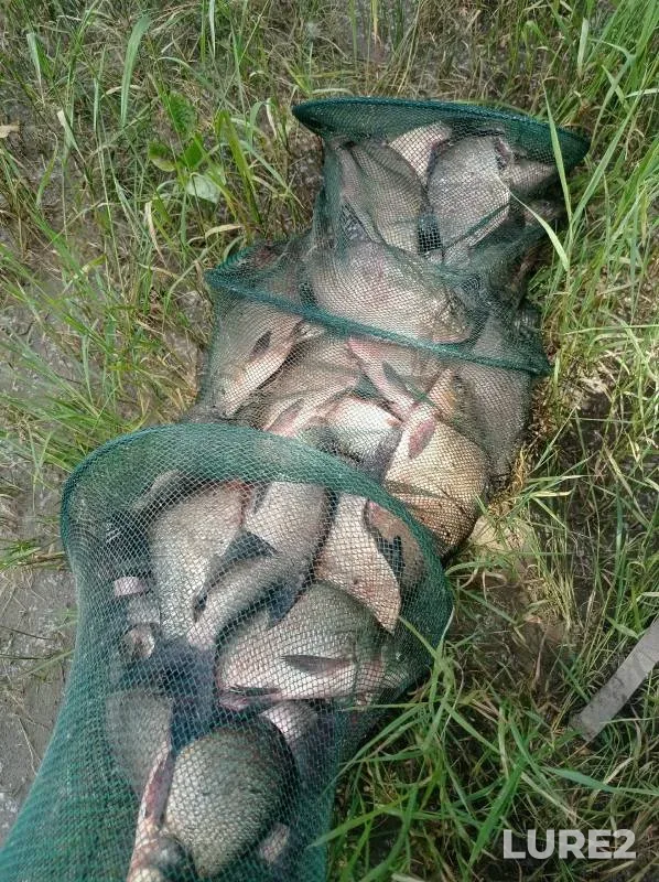 Bream — Ob, Jul 05, 2024