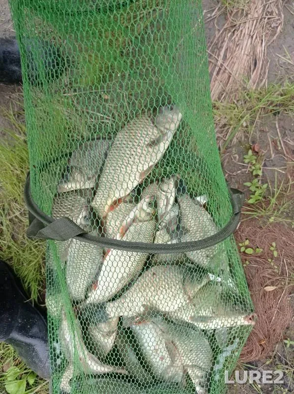 Carp, Crucian carp — otvodnoy kanal protoki Talaya, Aug 09, 2024