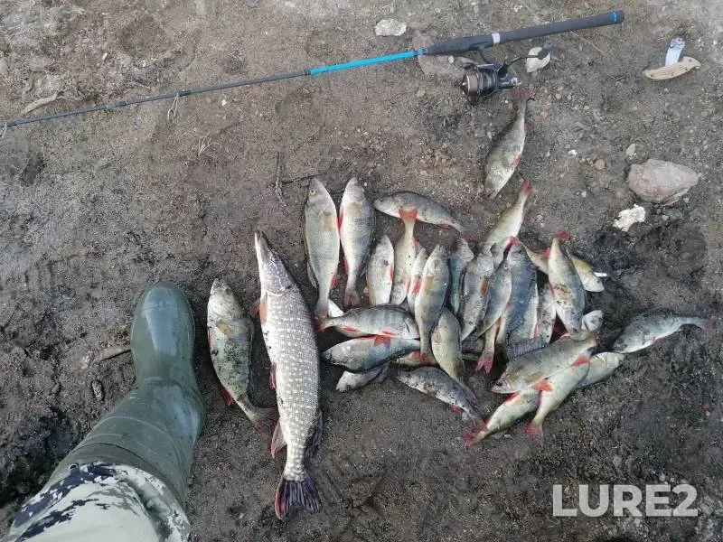 Perch, Pike — Karabalyk, May 05, 2023