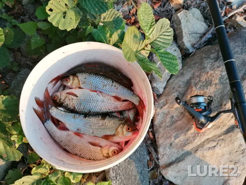 Roach — Serebry, Jul 27, 2023