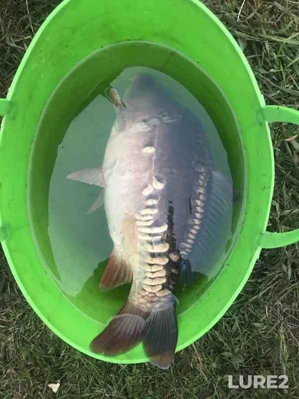 Carp — Respublika Bashkortostan, Jun 25, 2020