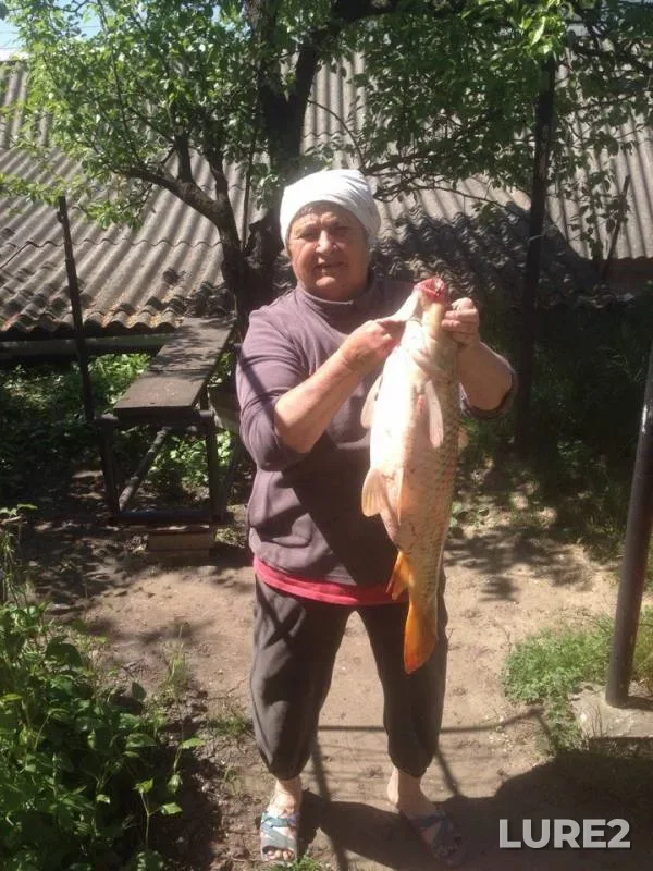 Carp — Sumska oblast, May 12, 2018