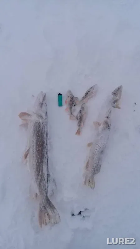 Perch, Pike — Respublika Bashkortostan, Dec 03, 2019