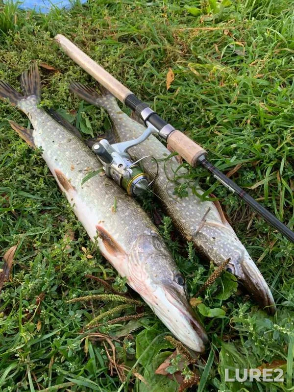 Pike — Izyashka, Sep 11, 2020