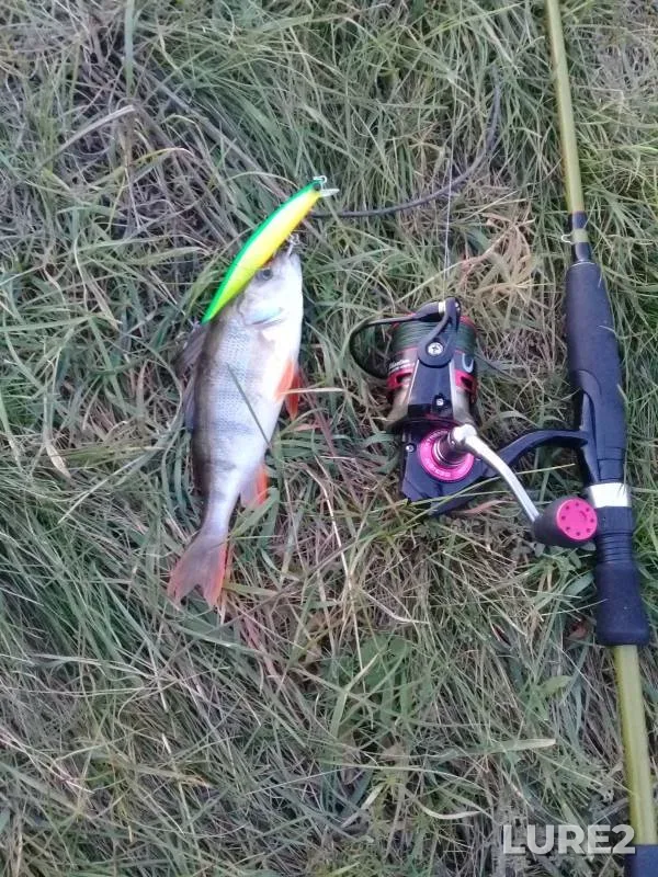 Perch, Pike — Respublika Bashkortostan, Sep 13, 2020