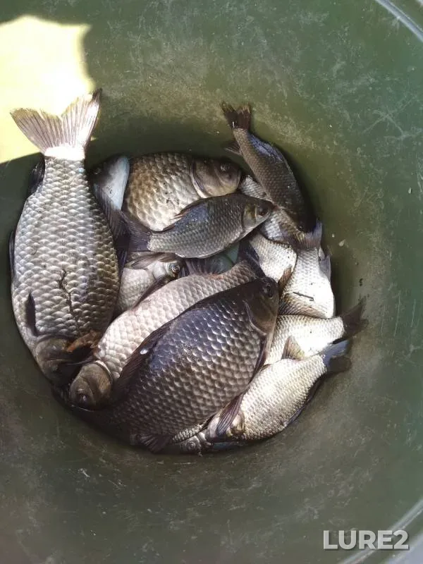 Crucian carp — Sary-Kul, Sep 08, 2018