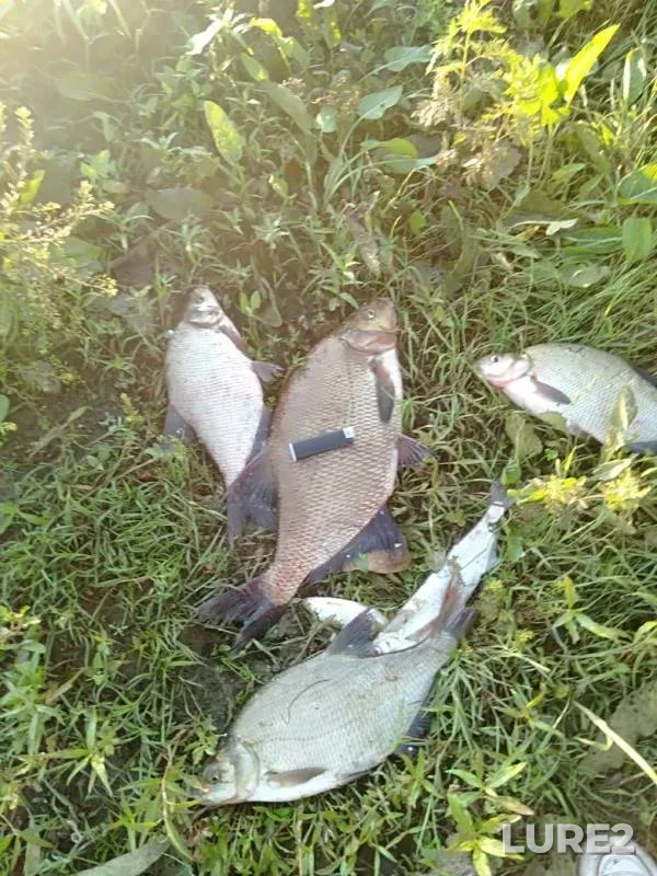 Bream — Belaya, Jul 19, 2019