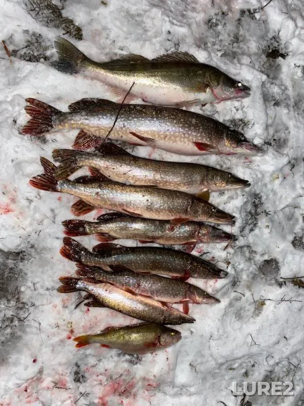 Perch, Pike — Belaya, Nov 10, 2024