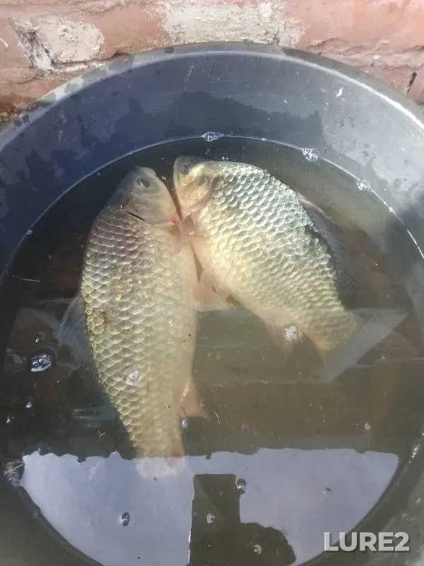 Crucian carp — Bolshoy Tsivil, Apr 22, 2024