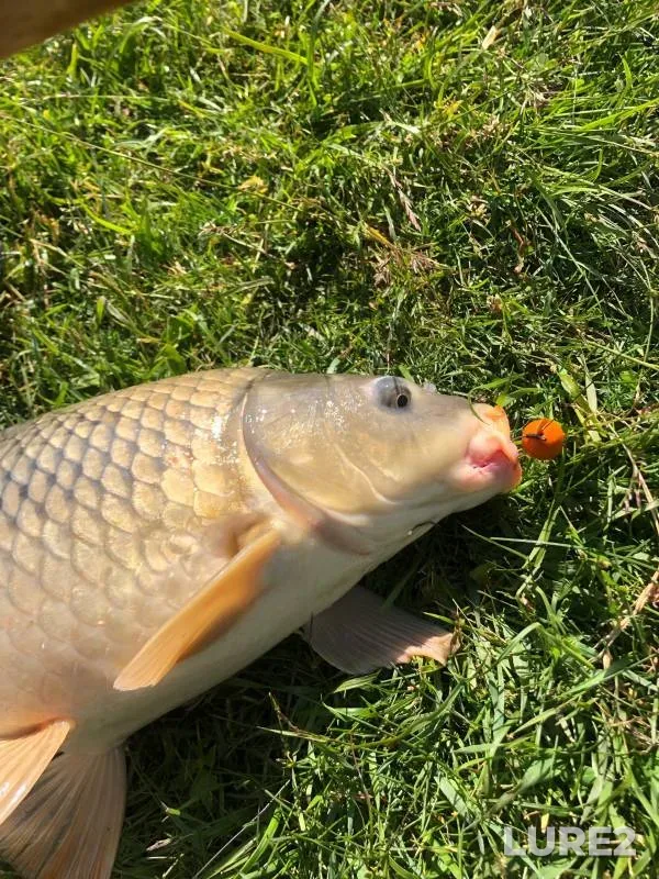 Carp — Pokshaushka, Jun 13, 2023