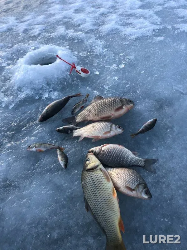 Carp, Crucian carp — Pokshaushka, Nov 29, 2023