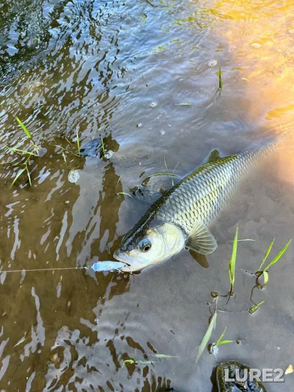 Chub — Bolshoy Tsivil, Jun 06, 2024