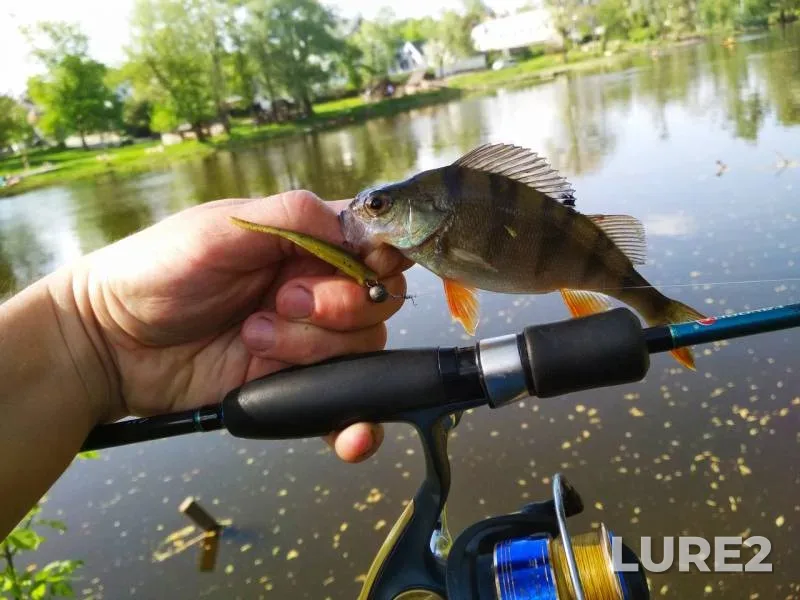 Perch, Zander — Psyol, May 06, 2018