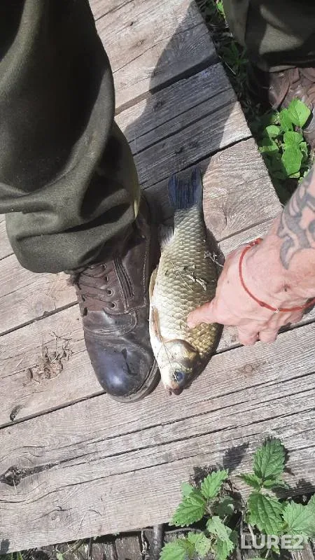 Crucian carp — Burnya, Jun 15, 2022