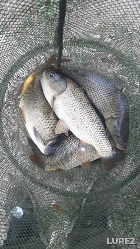 Carp, Crucian carp — Malaya Votka, Aug 01, 2022