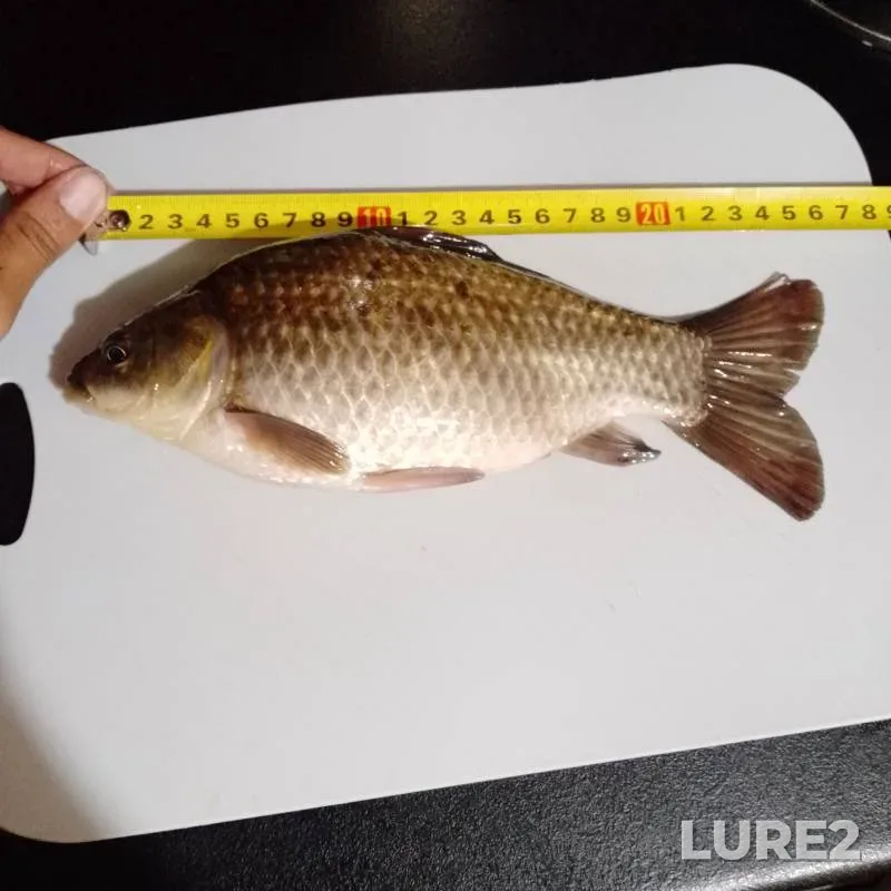 Crucian carp — Nizhegorodskaya oblast, Sep 27, 2024