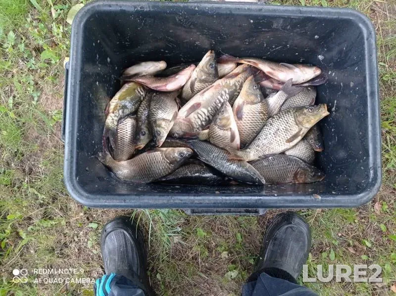 Bream, Carp — Pronya, May 12, 2024