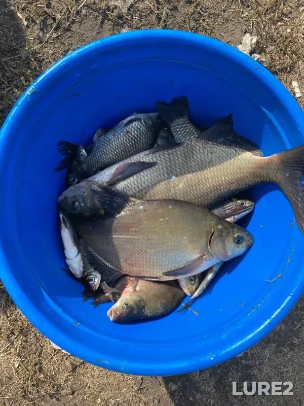 Bream, Crucian carp — Pronya, Sep 18, 2024