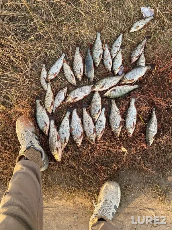 Bream, Crucian carp — Pronya, Oct 12, 2024