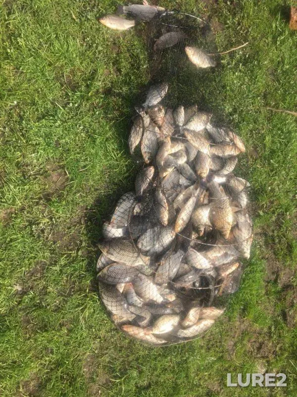 Carp, Crucian carp — Sumska oblast, Apr 29, 2018