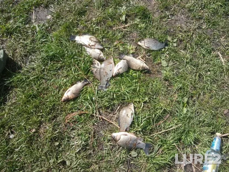Crucian carp — Pronya, May 11, 2021