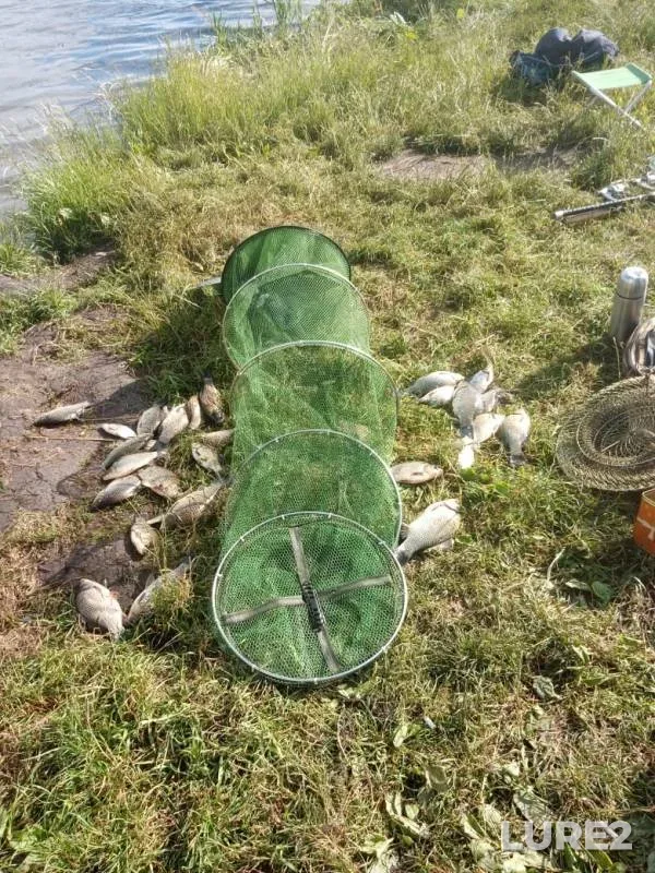 Crucian carp — Pronya, Jun 26, 2020