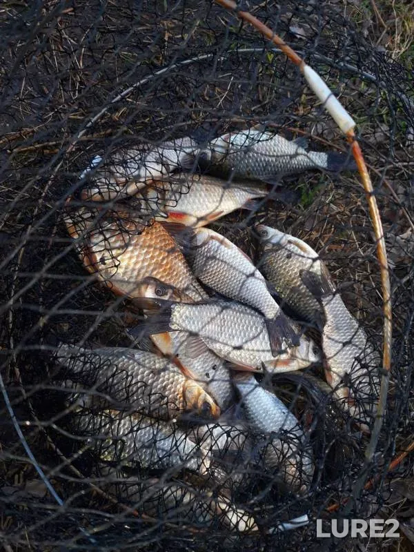 Crucian carp — Sumska oblast, Apr 22, 2018