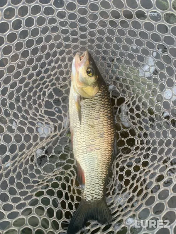 Chub — Luga, Jul 04, 2023
