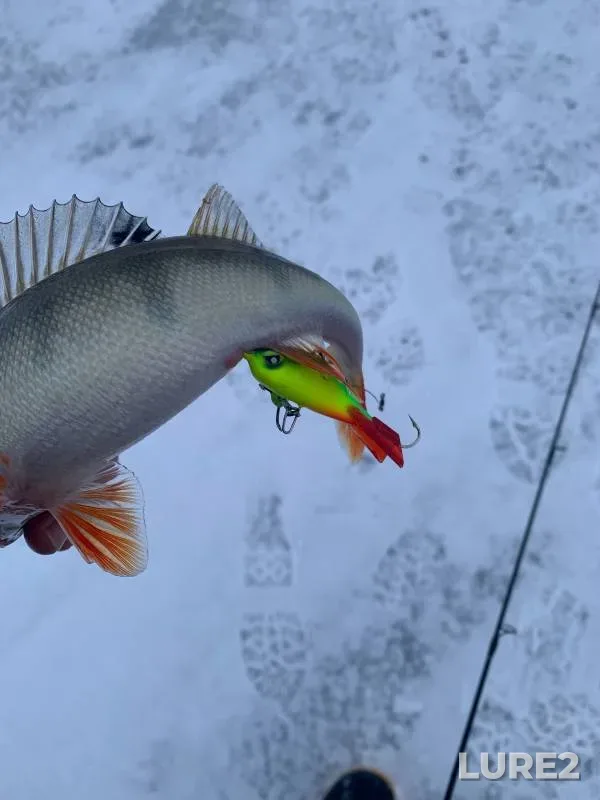 Perch — Pskovskaya oblast, Gdovskiy rayon, Dec 26, 2023