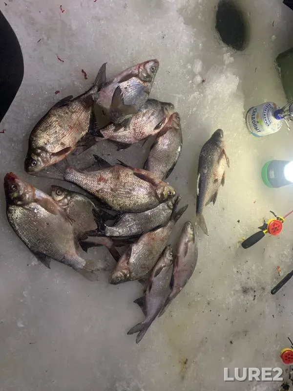 Bream — Dudergofskiy kanal, Jan 21, 2024