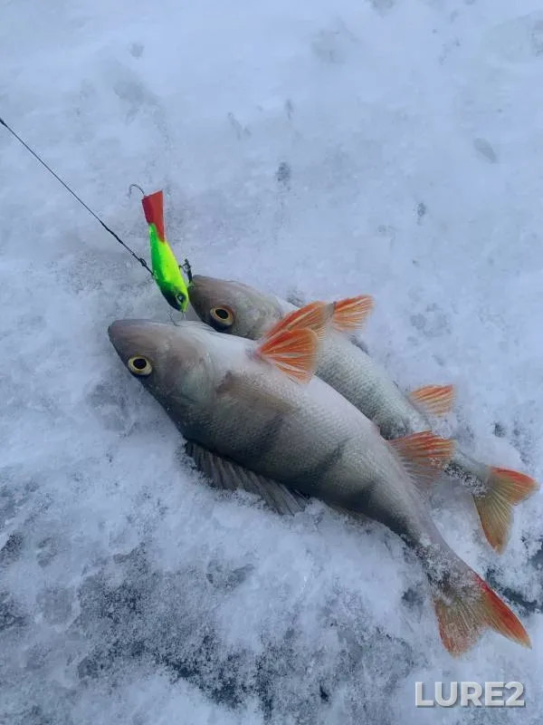 Perch — Pskovskaya oblast, Gdovskiy rayon, Jan 18, 2024
