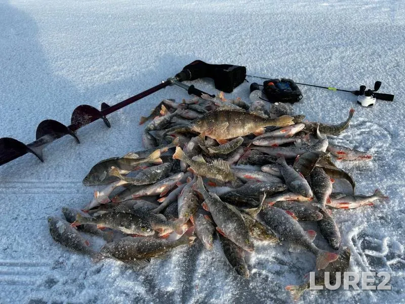 Perch — Pskovskaya oblast, Gdovskiy rayon, Feb 10, 2024