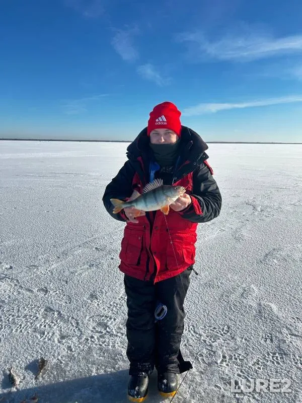 Perch — Pskovskaya oblast, Gdovskiy rayon, Feb 10, 2024